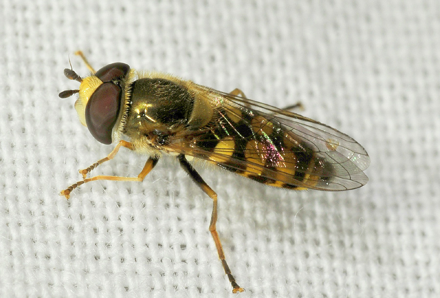 Syrphidae:  Eupeodes corollae, maschio